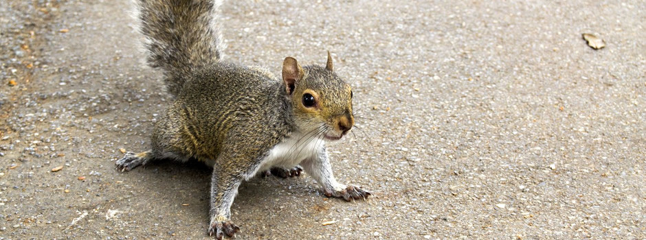 New York squirrel control